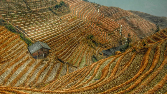 Pasta and Wine